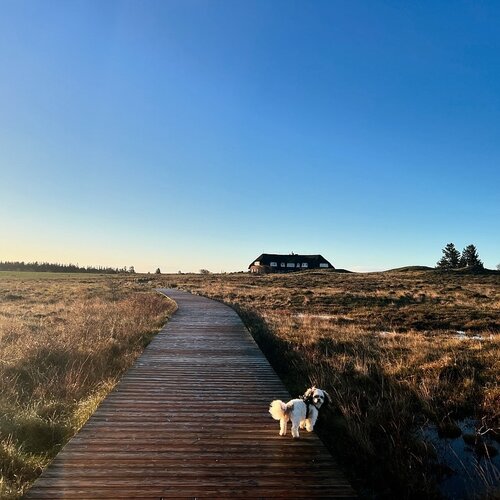 HAPPY DOGGenießen Sie ausgedehnte Spaziergänge mit ihrem Hund. Das Severin*s Landhaus bietet die perfekte Unterkunft...